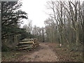 Timber stack in Swinston Hill Wood in S25 4EQ