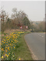 Roadside daffodils in NR19 2UX