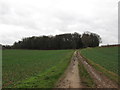 Bridleway towards Dewidales Wood in S25 4DF