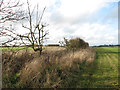 Ditch and hedge between fields in NR34 7TR