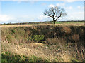 View across dried out pond in NR34 7TR