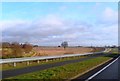 A lone tree in farmland by the A47 in LE9 7JN