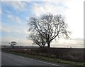 Trees by the A47 in LE9 7FB