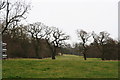Oak trees on an old hedgeline opposite Welton Vale in Hallington