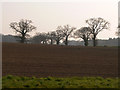 Ploughed field and trees in NR13 6AL