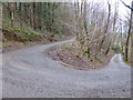Bend on the forestry track in SY22 6YB