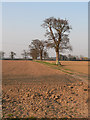 Trees and farmland in NR13 6AE