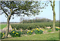 Daffodils and spruce crop near The Bradshaws, Staffordshire in WV8 2HU