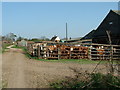 Young Cattle in IP9 1AQ