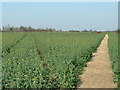 Footpath Through Rape in IP9 2BA