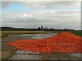 Carrots on the track to Haveringland church in NR10 4PW