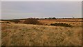 Un-fenced Moorland in TS13 4TH