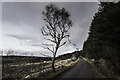 Tree by road less well travelled in IV3 8LB