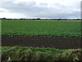 Crop field off Black Drove in PE6 9PU
