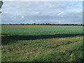 Crop field off King Street Roman Road in PE6 9SF
