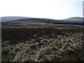 Grouse Moor at Hare Law Burn in NE66 4JL