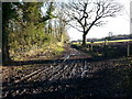 Track at Eltringham showing footpath heading off to Beaumont Wood in NE42 6RL