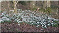 Snowdrops Hap Catch Copse in SO51 0LT