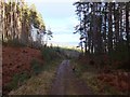 Forest track, north of Creag Ulladail in IV14 9AA