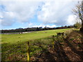 Field north west of Arundel in Arundel & Walberton Ward