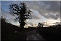 Mid Devon : Country Lane in EX5 4HD