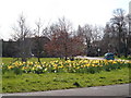 Daffodils at Stubbington in PO14 2BA