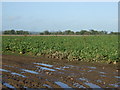 Crop field near Alder Hall in LE9 7RG