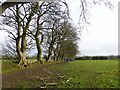 Field and line of trees near Stamfordham in NE18 0NA