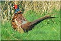 Cock pheasant, near Rockley, Marlborough in SN8 1RT