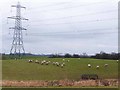 Sheep under the power lines in NE18 0AX