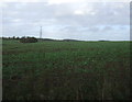 Crop field, Billsdon's Hollow in LE19 4AT