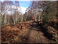 Track near Drumashie Plantation in IV2 6DN