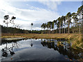 Black Lake, Delamere in CW6 0TF