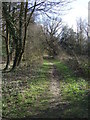 Path through woodland, Bower Heath in AL5 5EG