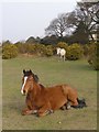 Ponies on the lawn near Lynton House, New Forest in SO42 7WT