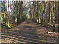 Footpath through the woods in GU20 6HS