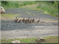 Family of ducks on the Blackloch Farm road in PH10 6RD