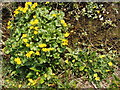 Marsh marigolds and lesser celandine in OX25 2SP