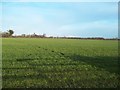 Flat Arable Land near Thulston in DE72 3FG