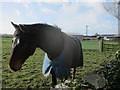 Equine grazing land at Nursebatch Farm in BS48 4BY
