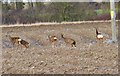Deer in field near Butterlees  Farm in PO20 1LL
