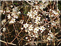 Flowers of a blackthorn hedge, near Oddington in OX5 2UP