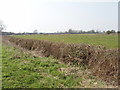 Pasture and roadside hedge, Ambrosden in OX25 2SP