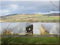 Polytunnels, Rosemount in PH10 6LR