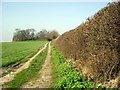 Footpath to Whymerhill Plantation in NR25 7TX