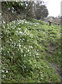 Cascade of Galanthus in BS41 8JA