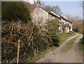 Woodrising in PL19 8QU