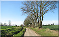Trees growing beside High Road in NR16 1JJ
