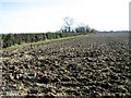 Field south of Story's Lane in NR16 1DJ