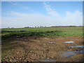 Field north of Guiler's Lane in NR18 9JX